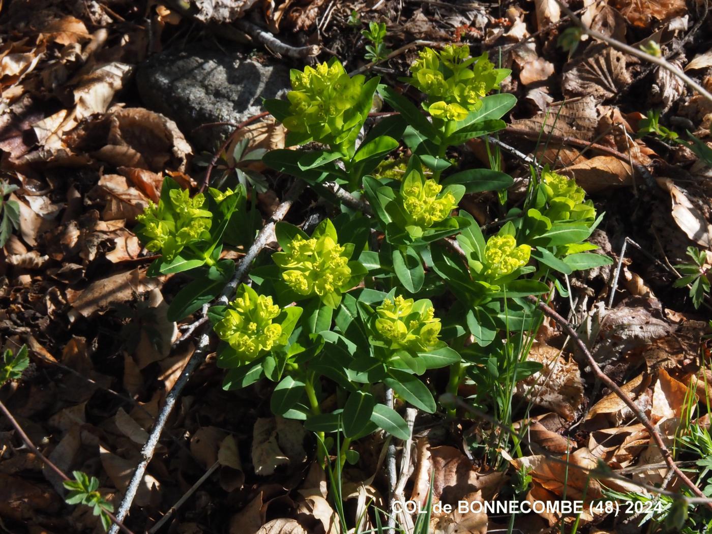 Spurge, Irish plant